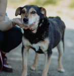 Fiodor - psi anioł, spokojny, delikatny psiak szuka domu!