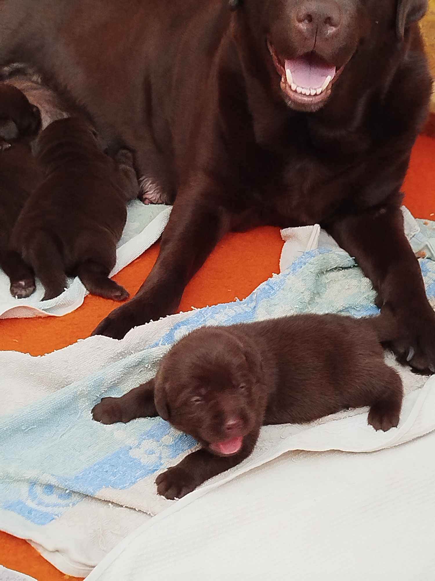Szczeniaki labrador retriever czekoladowe rodiwodowe Oborniki Śląskie - zdjęcie 4