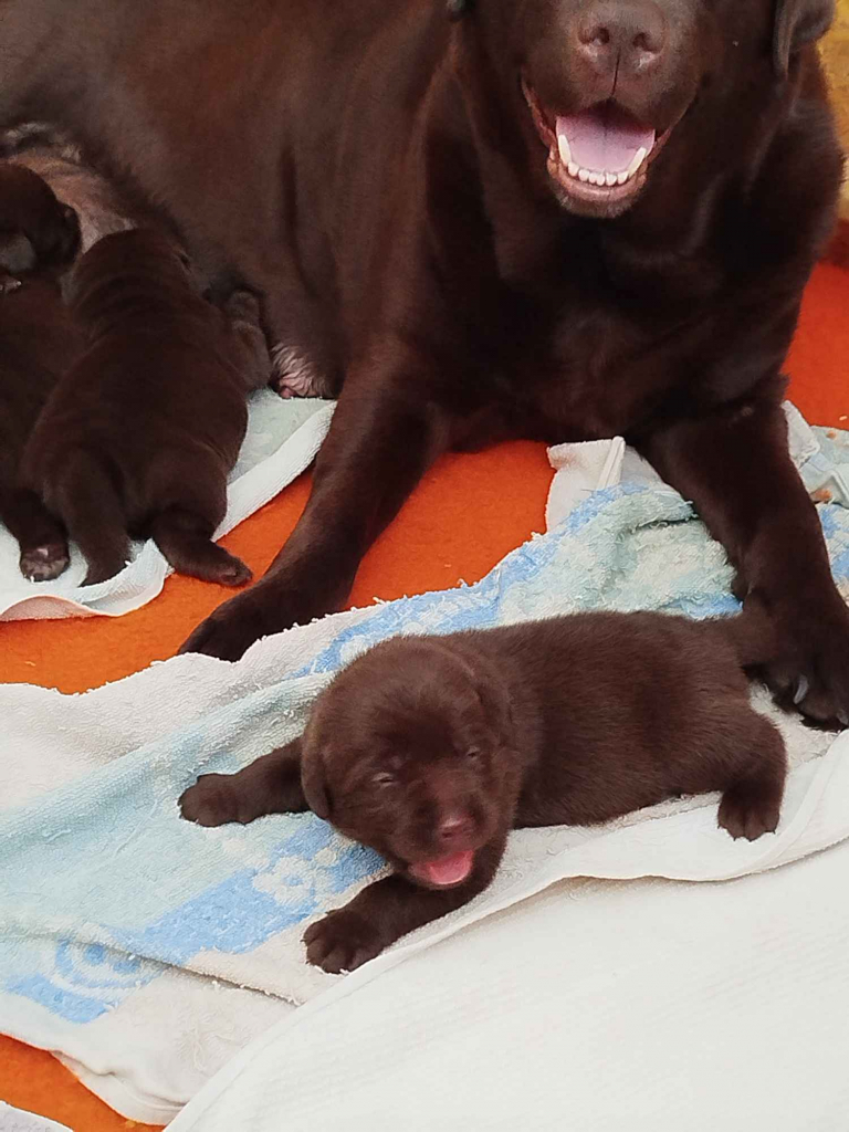 Szczeniaki labrador retriever czekoladowe rodiwodowe Oborniki Śląskie - zdjęcie 4