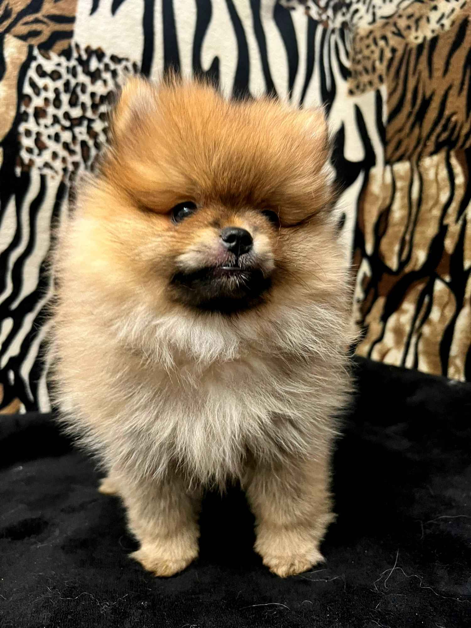 Szpic miniaturowy, Pomeranian - ORANGE Widzew - zdjęcie 5