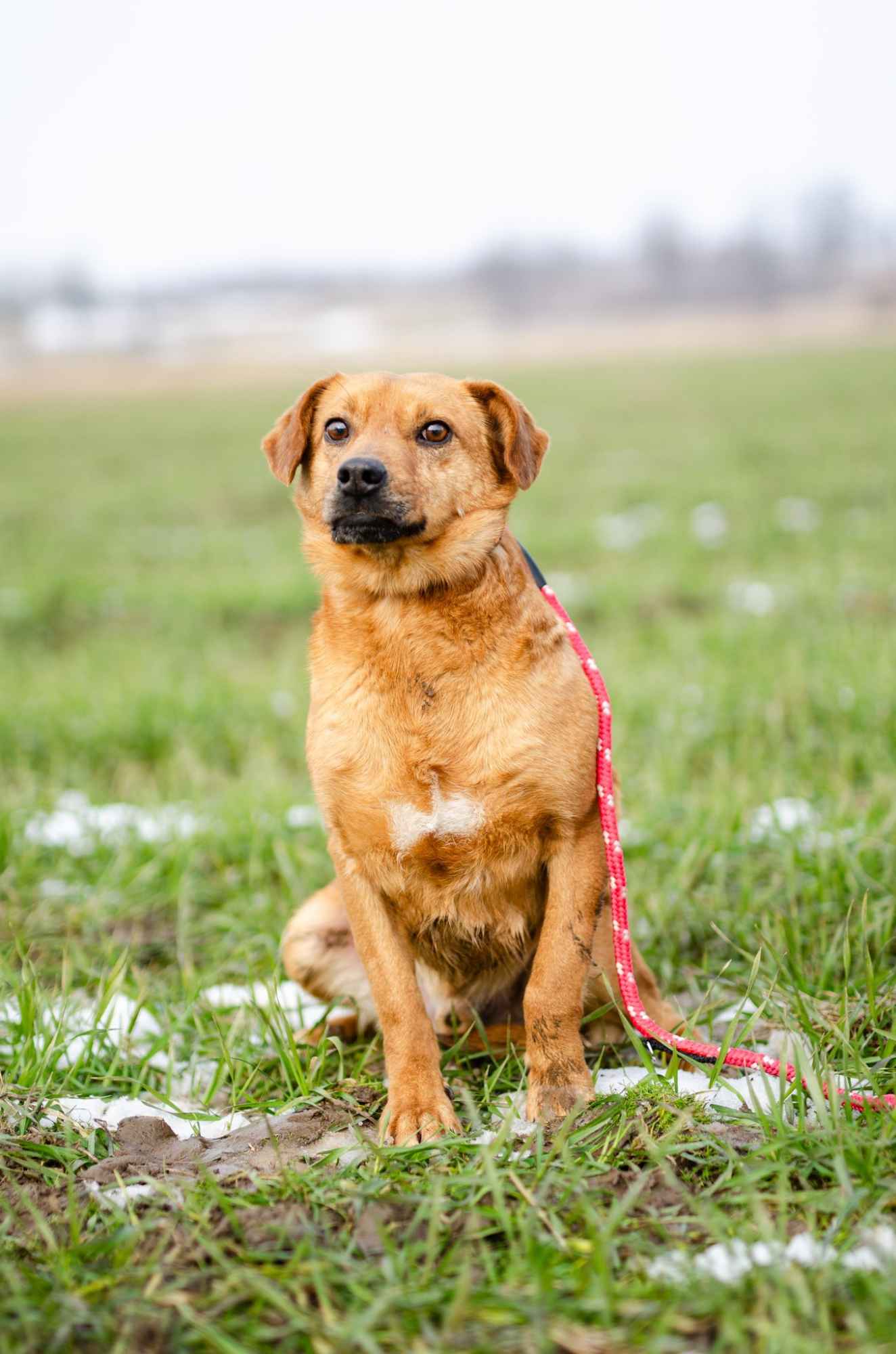 Cudowny, nieduży Rożek szuka domu Olsztyn - zdjęcie 1