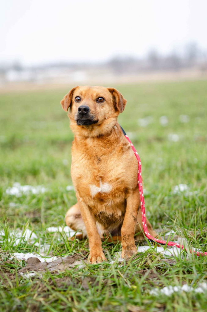 Cudowny, nieduży Rożek szuka domu Olsztyn - zdjęcie 1