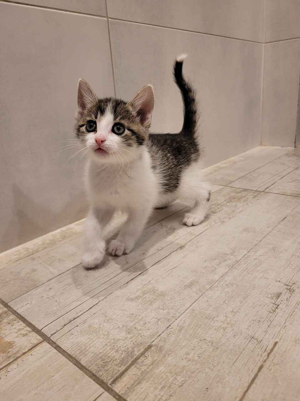 Cztery 8 tygodniowe kocięta szukają domów! Olsztyn - zdjęcie 3