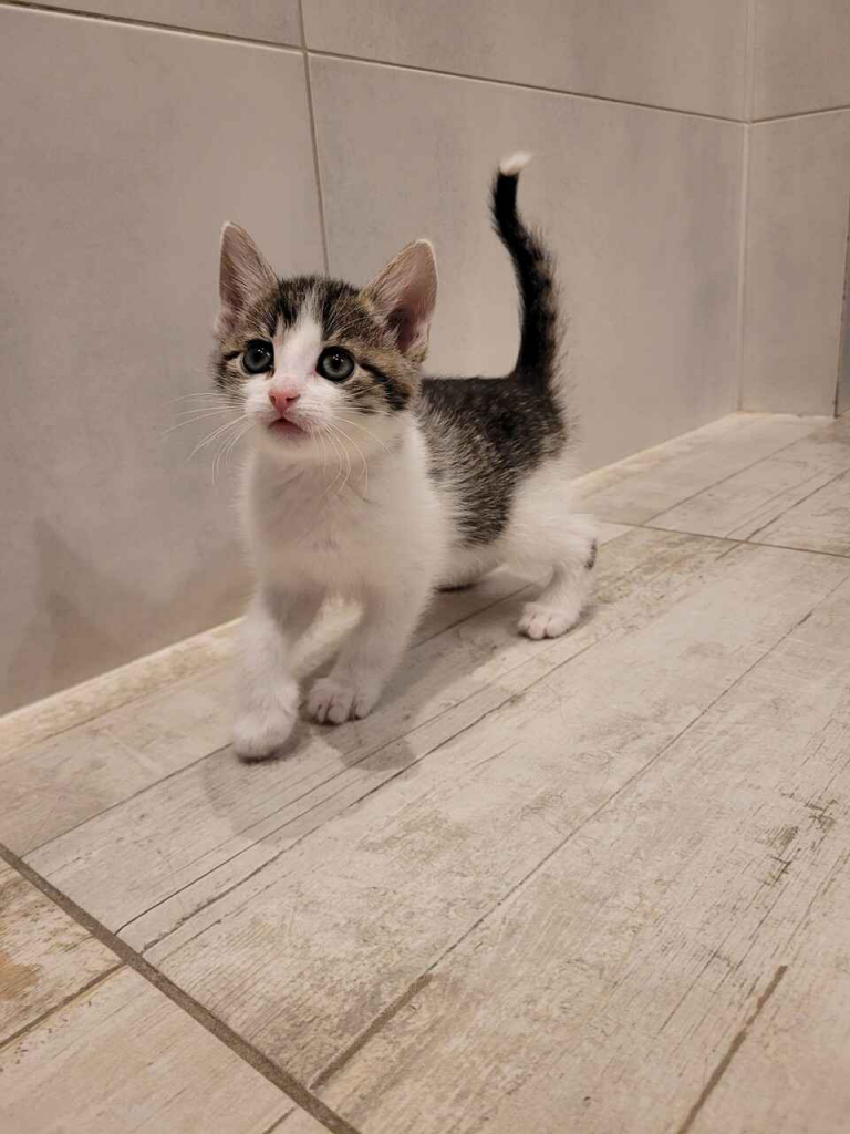 Cztery 8 tygodniowe kocięta szukają domów! Olsztyn - zdjęcie 3