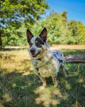 Mały, ciekawski piesek w typie corgi na tropie domu! ;) Górna - zdjęcie 1