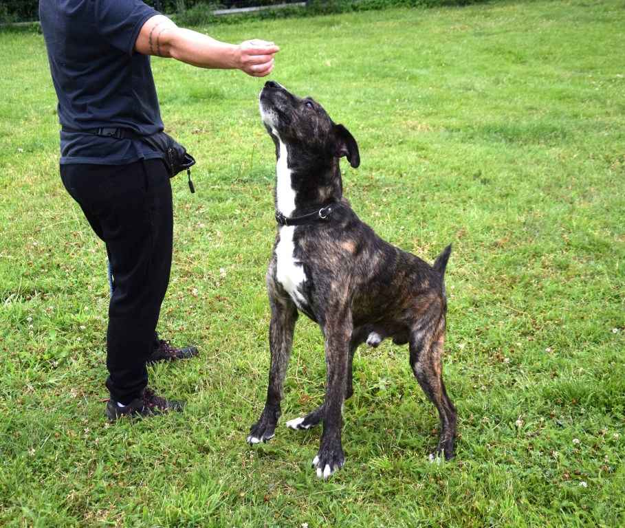 CZESTER wrażliwy, kochany piesek szuka domu Częstochowa - zdjęcie 7