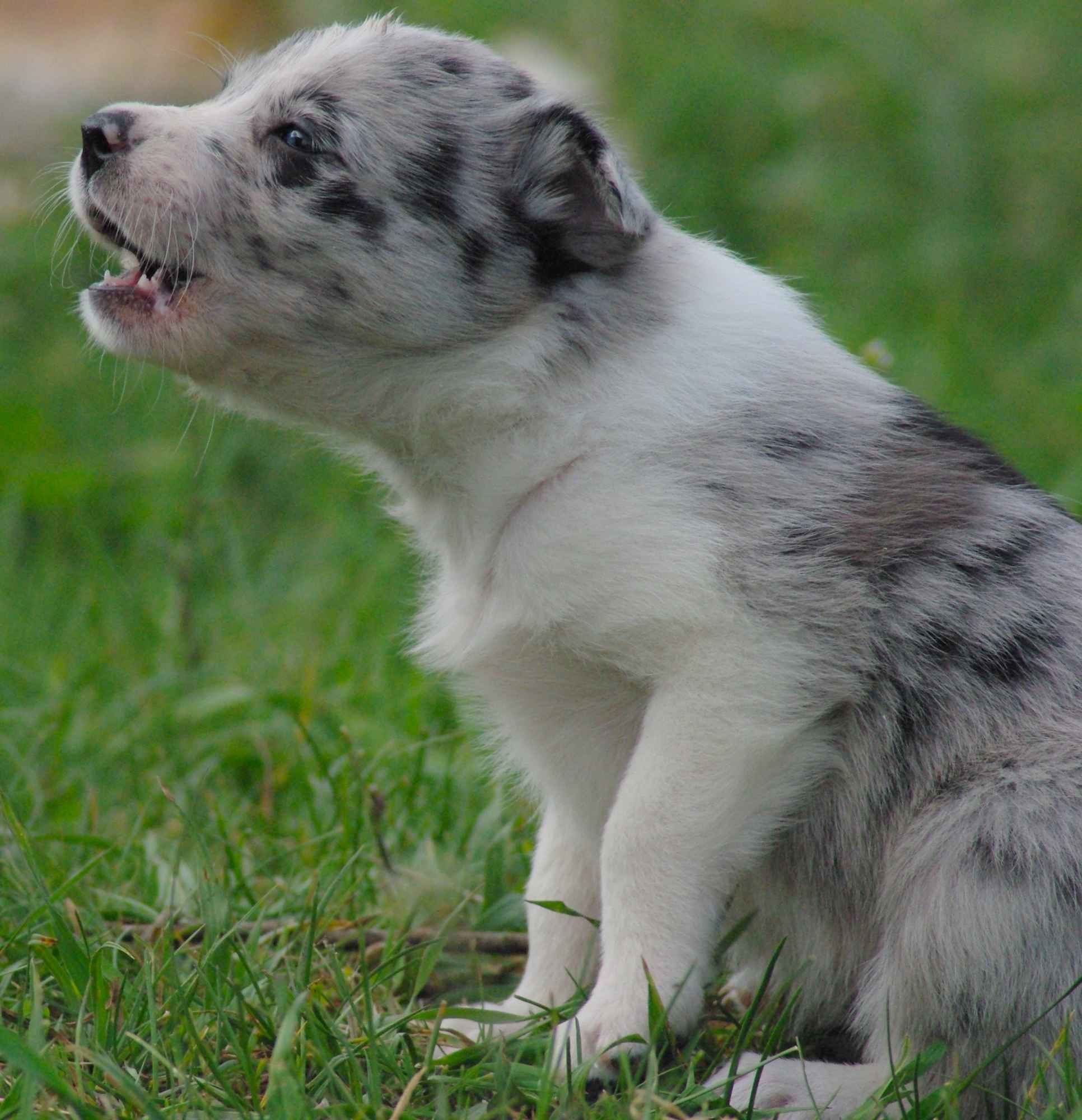 Border collie blue merle blue eyes Lublin - zdjęcie 12