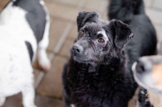 Wyjątkowy Teoś szuka domu! Olsztyn - zdjęcie 2