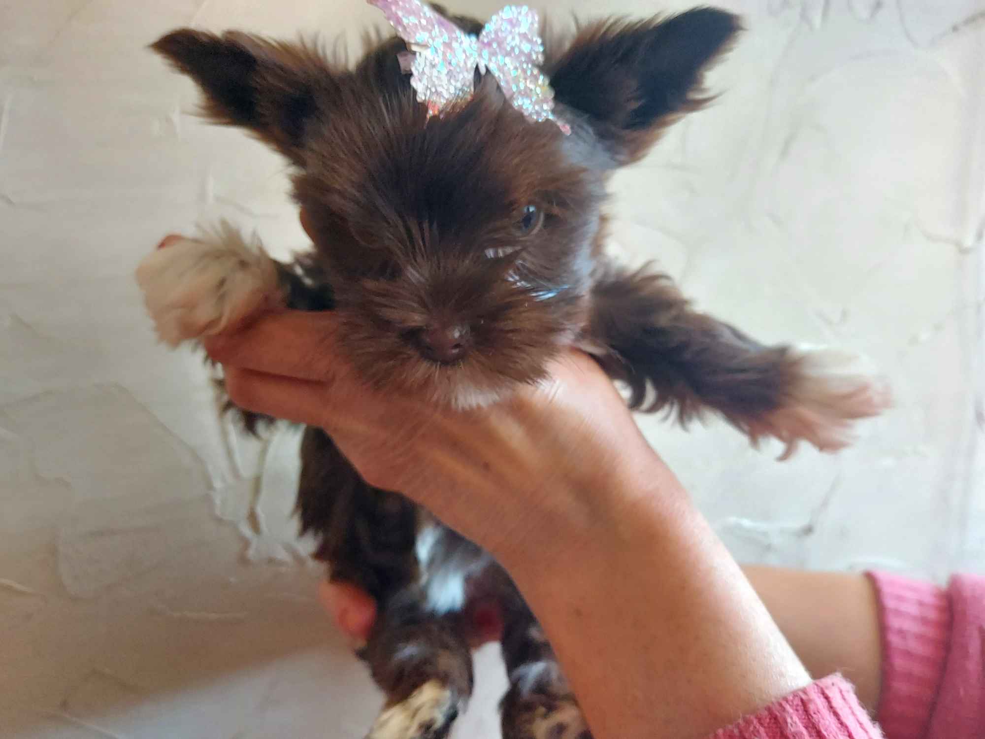 York Yorkshire Terrier Chocolate Rumia - zdjęcie 4
