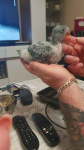 Papugi ręcznie karmione Pieniężno - zdjęcie 8