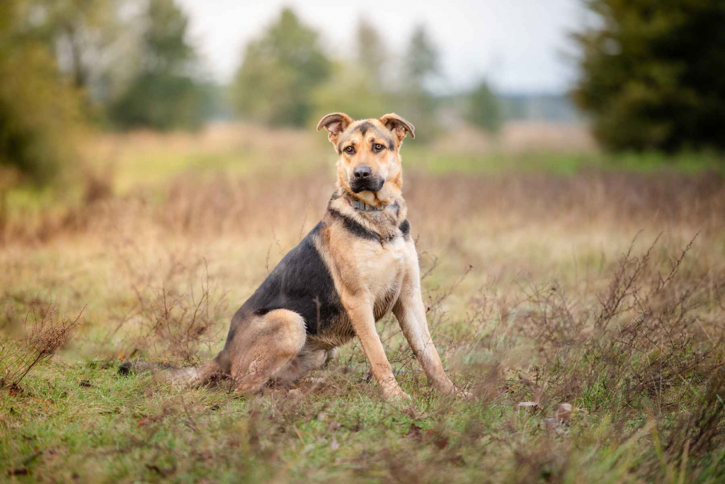 Magnus - młodziutki, wesoły, przyjazny psiak! Olsztyn - zdjęcie 6
