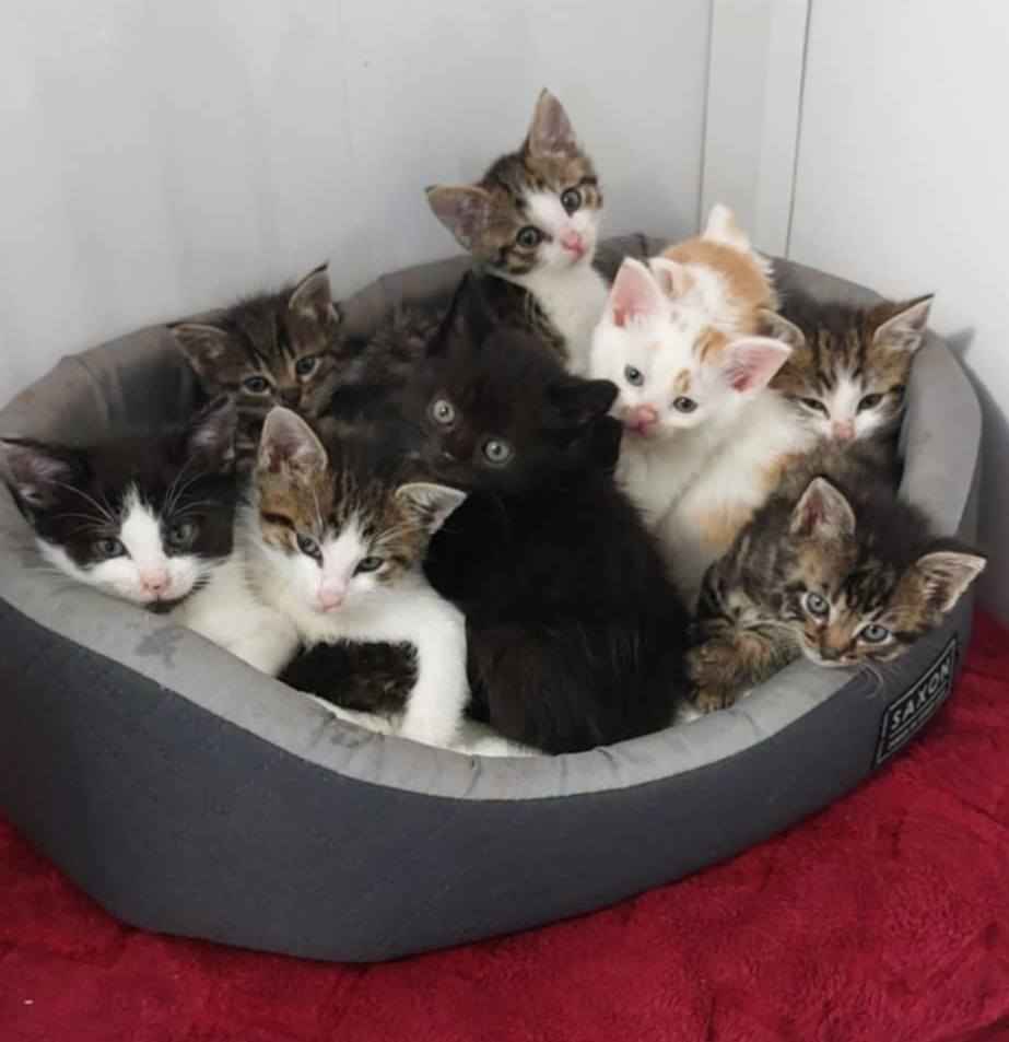 Kocięta PILNIE szukają domów! Olsztyn - zdjęcie 1