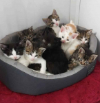 Kocięta PILNIE szukają domów!