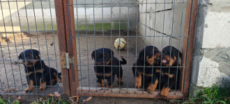 Szczeniak Rottweiler Gostynin - zdjęcie 2