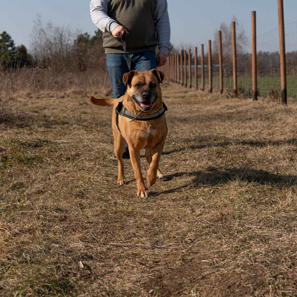 Aza - wesoła, łagodna, rodzinna sunia! Olsztyn - zdjęcie 8