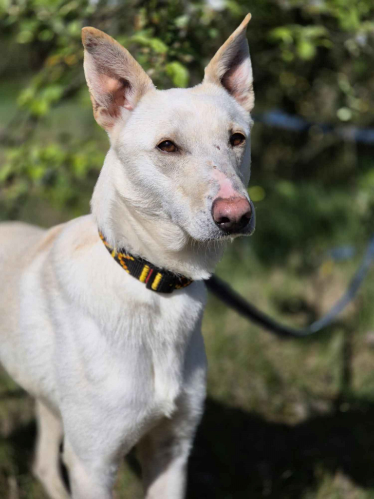 Aguś - psi anioł do pokochania od zaraz! Olsztyn - zdjęcie 6
