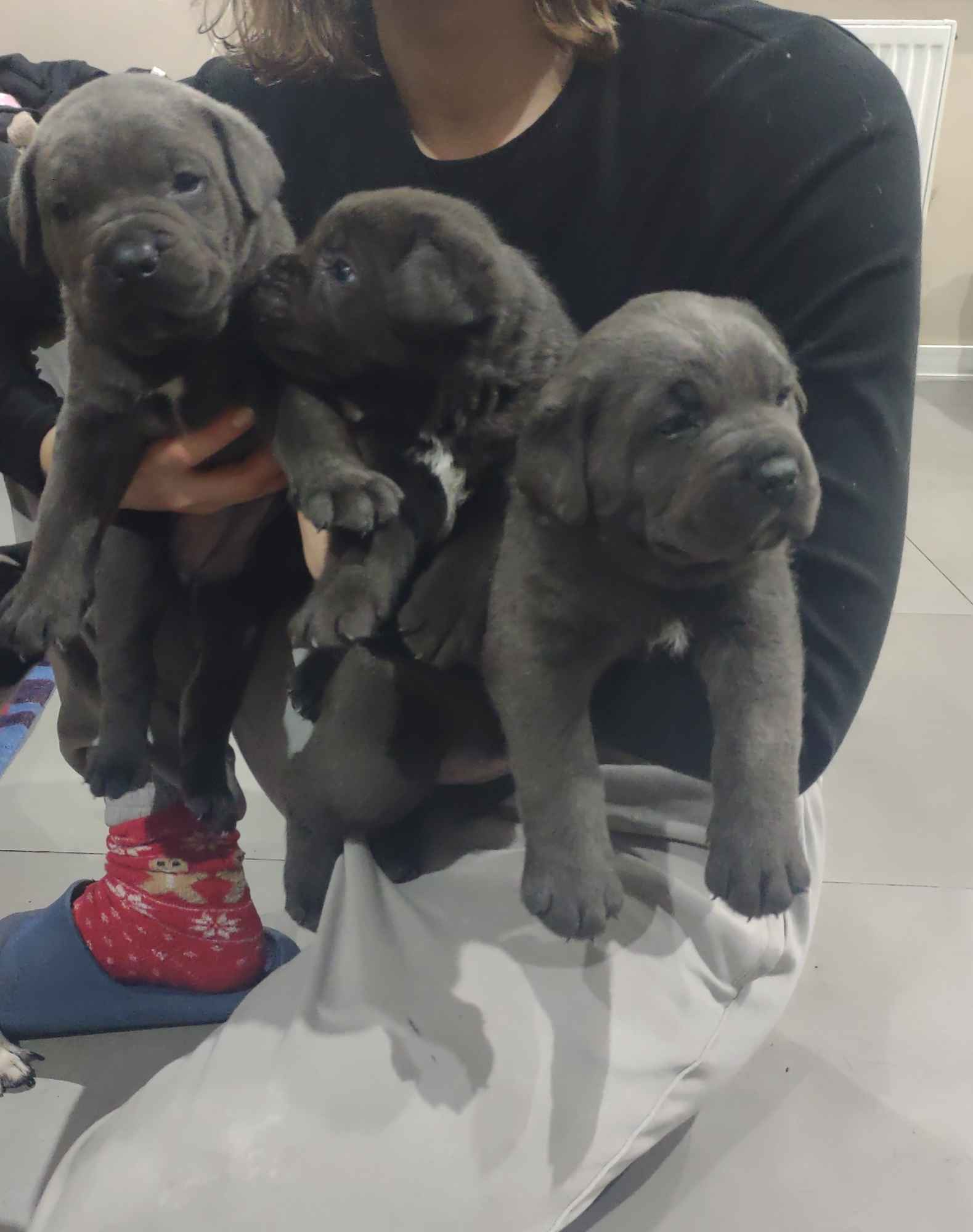 Szczeniaki Cane Corso Gołcza - zdjęcie 1