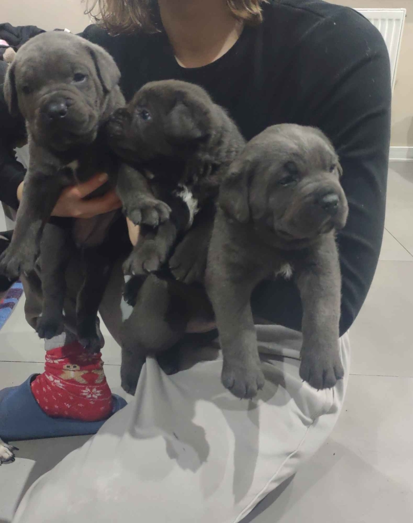 Szczeniaki Cane Corso Gołcza - zdjęcie 1