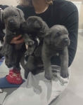 Szczeniaki Cane Corso