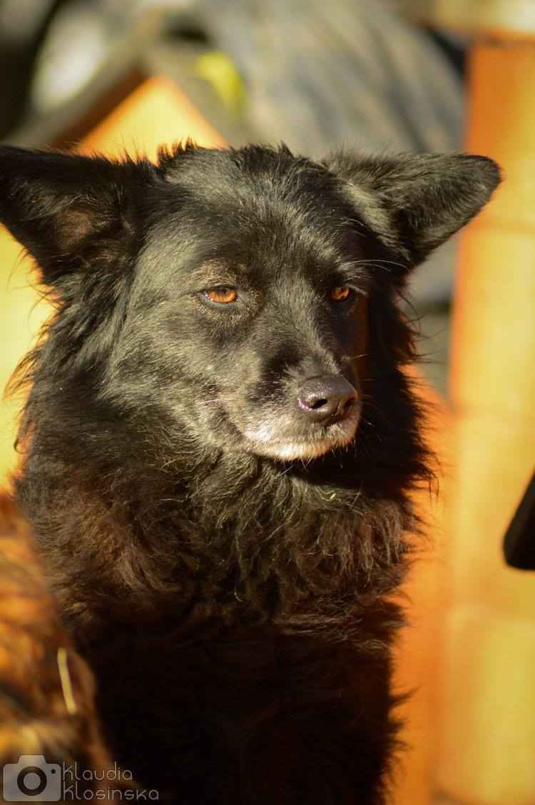 Bleki - psia indywidualistka szuka domu! Olsztyn - zdjęcie 1