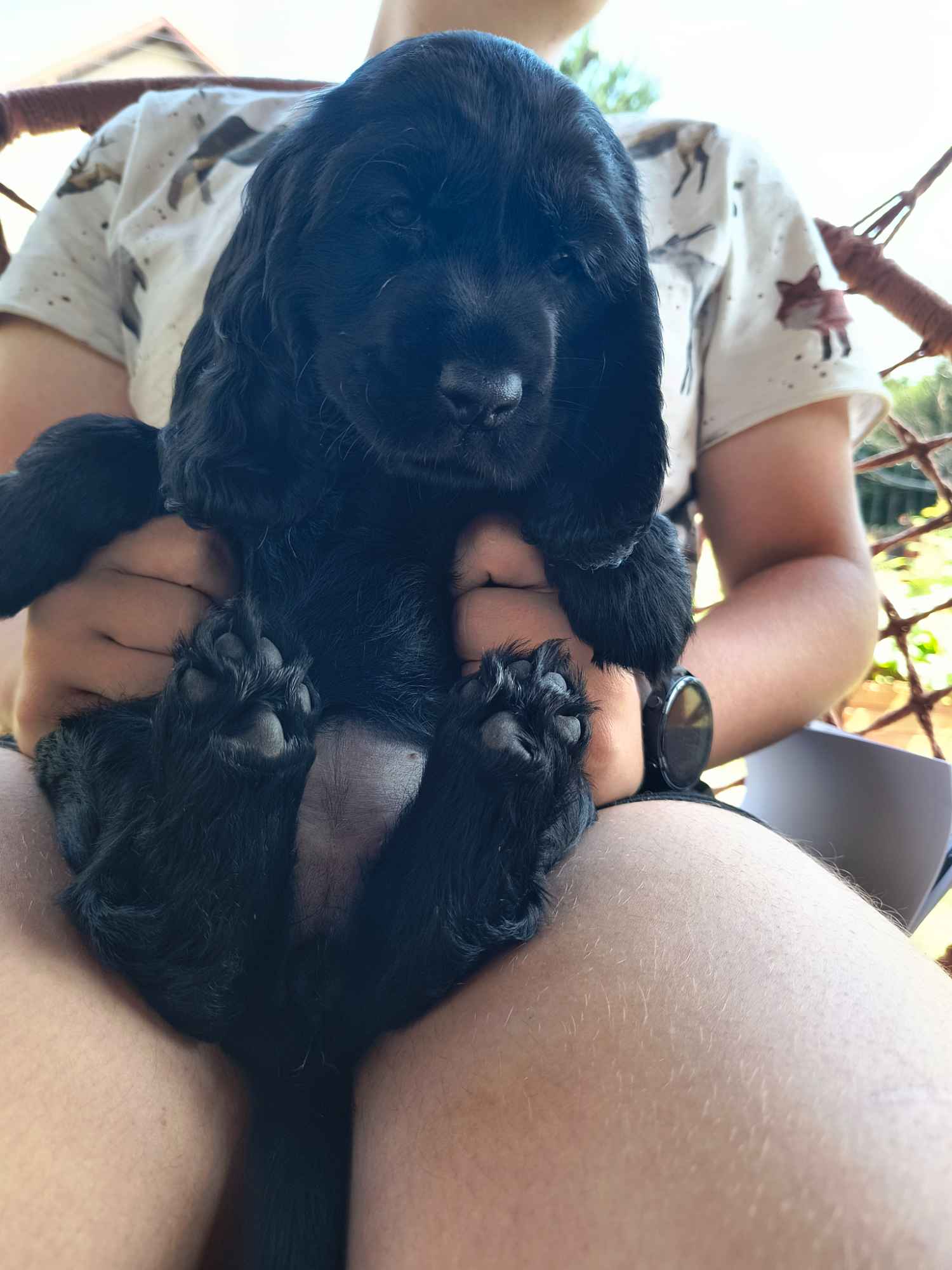 Cocker spaniel Brzeziny - zdjęcie 2