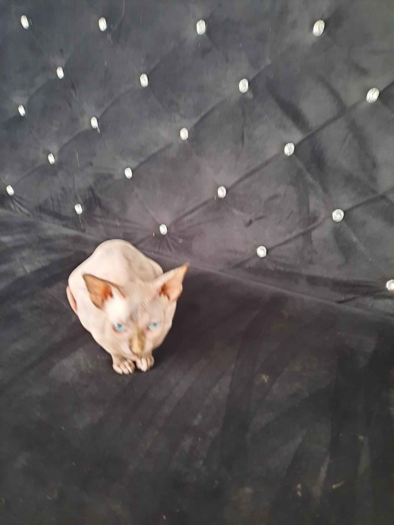 Sprzedam kota sfinksa Banino - zdjęcie 1