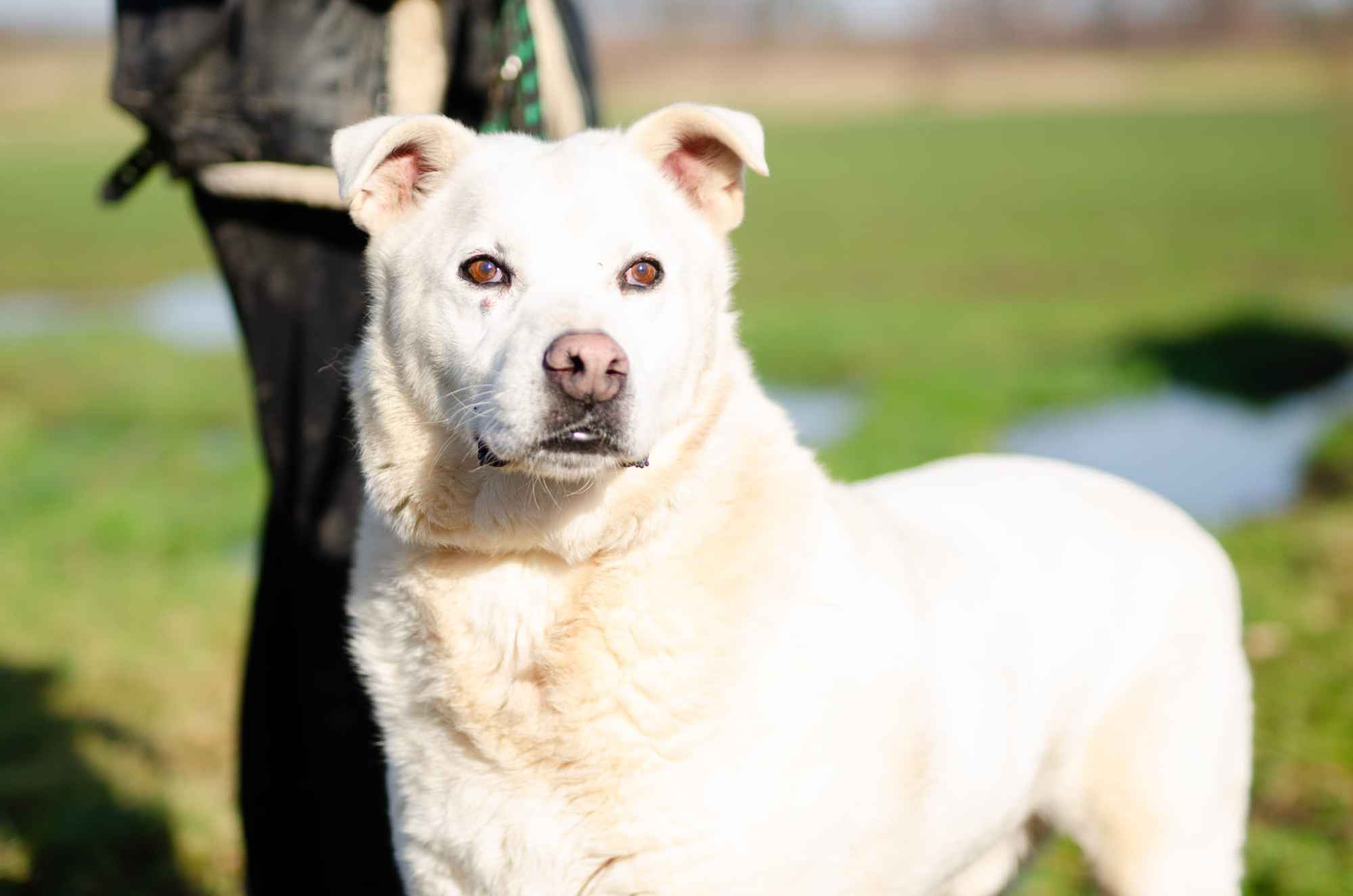 Biały - wielki pies o jeszcze większym sercu! Gdańsk - zdjęcie 2