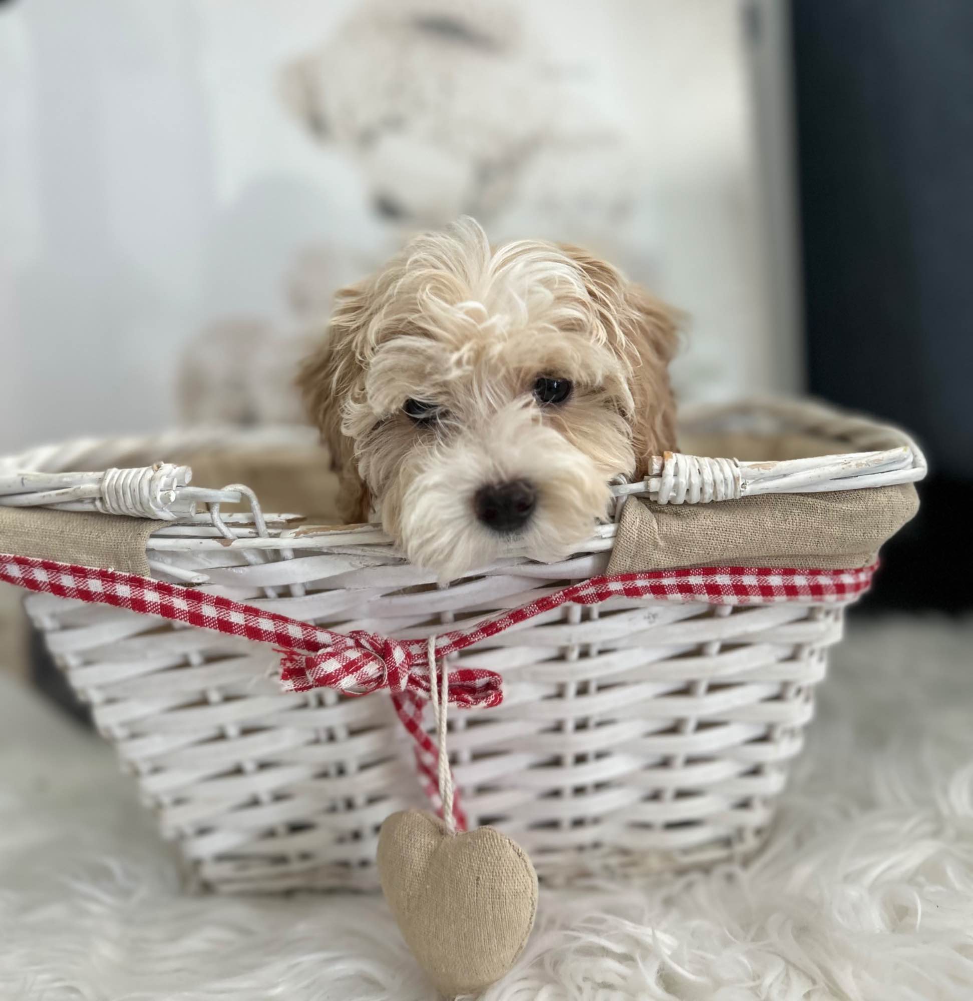 Maltipoo F1 Ostrów Wielkopolski - zdjęcie 4