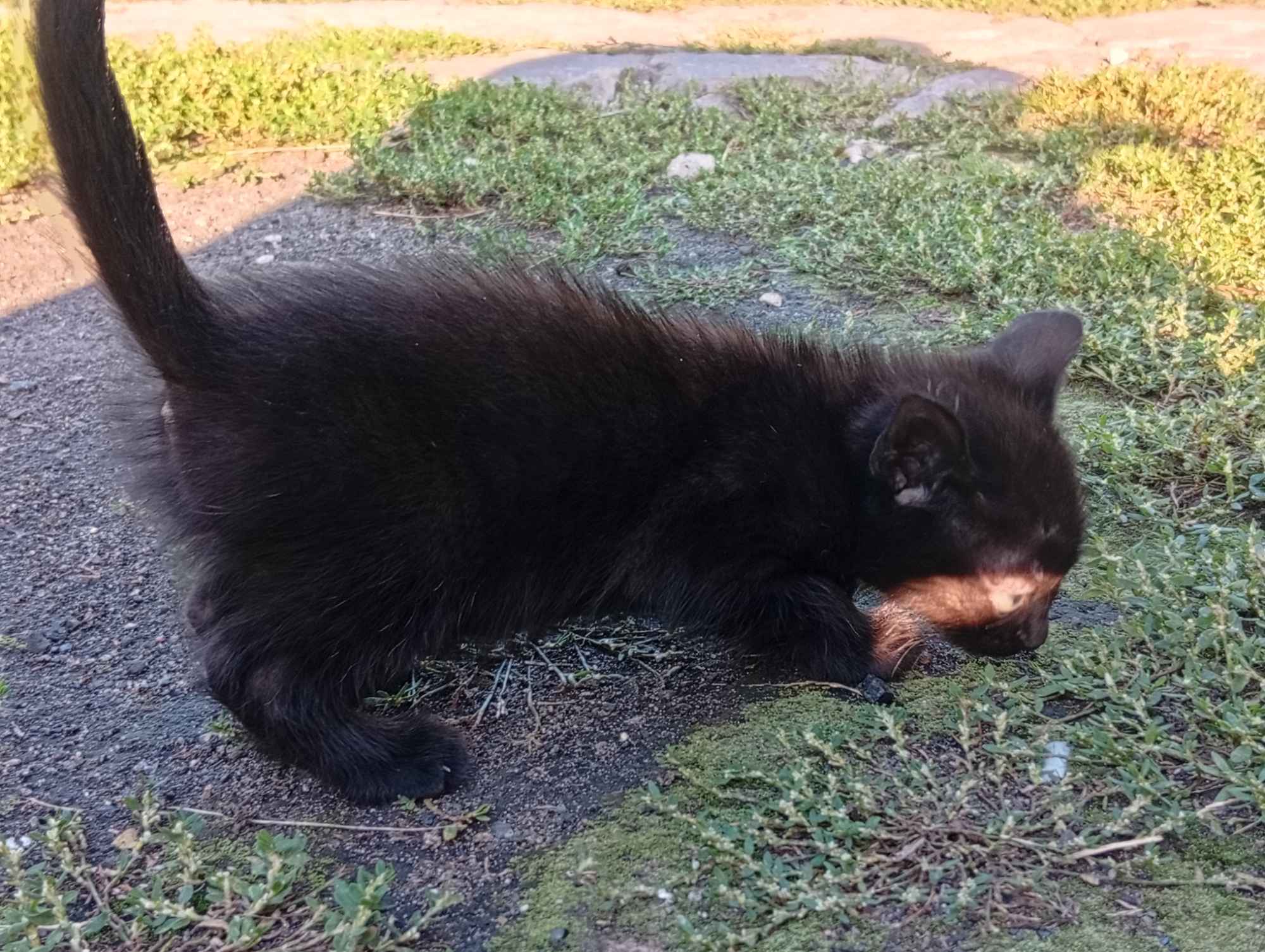 Koty do adopcji za darmo Włoszczowa - zdjęcie 6