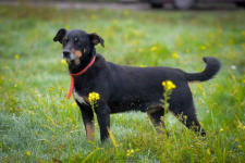 Puszek - psi anioł do pokochania! Olsztyn - zdjęcie 2