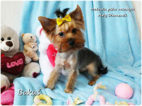 Yorkshire Terrier York piesek Bakuś szczeniaczek 8-miesięcy Rodowód Żary - zdjęcie 1