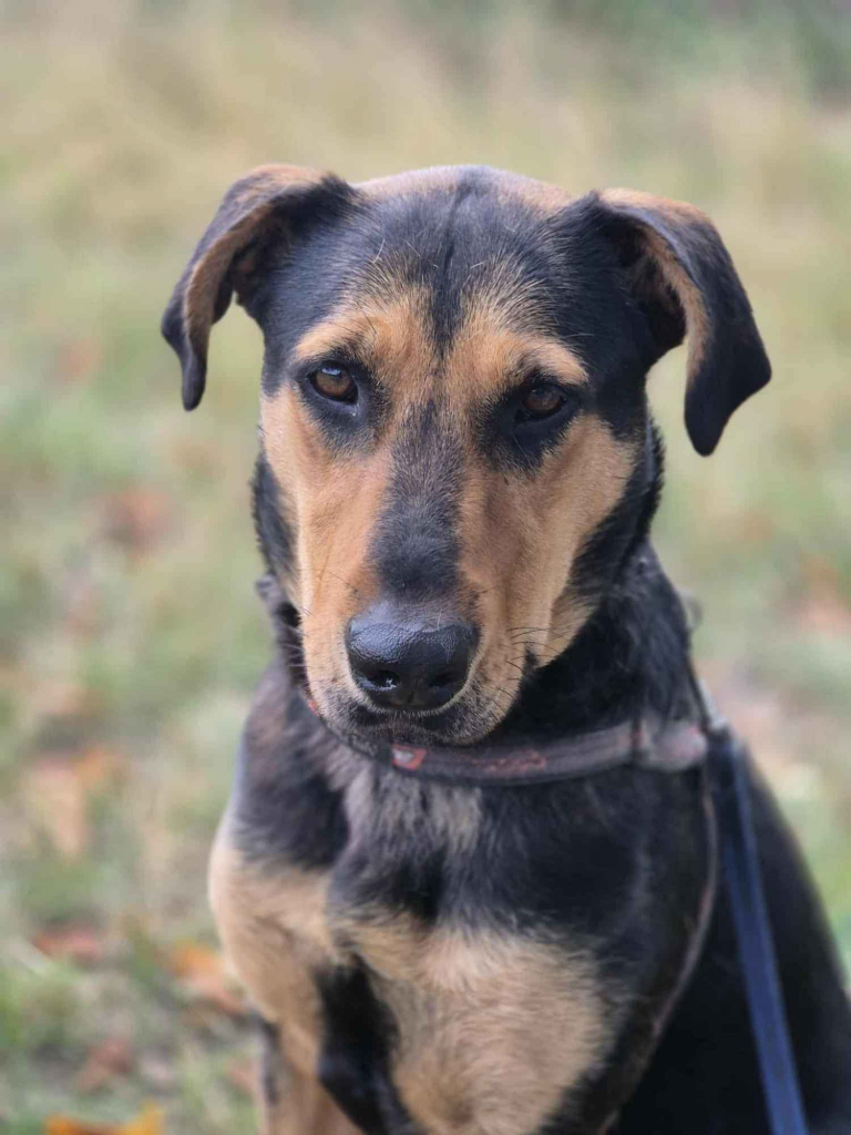 Felicja - psi anioł szuka domu na zawsze! Olsztyn - zdjęcie 1