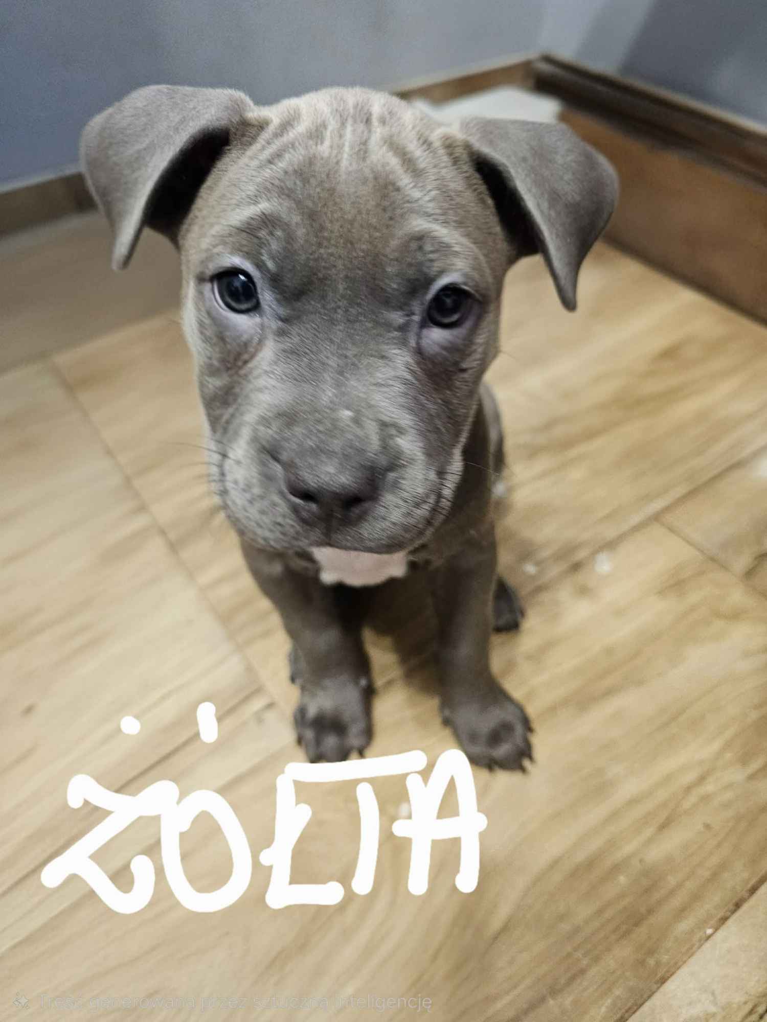 Amstaffy szukają domu Górzyn - zdjęcie 1