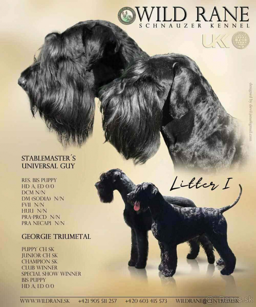Sznaucer olbrzym Cieszyn - zdjęcie 1