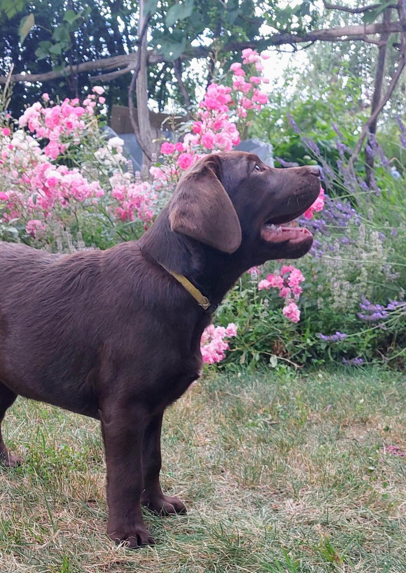 Labrador czekoladowy szczenię Bogumiłowice - zdjęcie 4