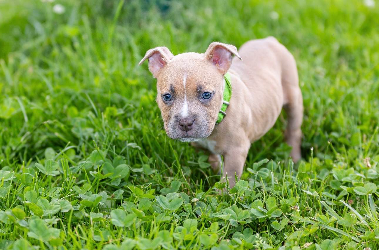 American Bully pocket Limanowa - zdjęcie 8