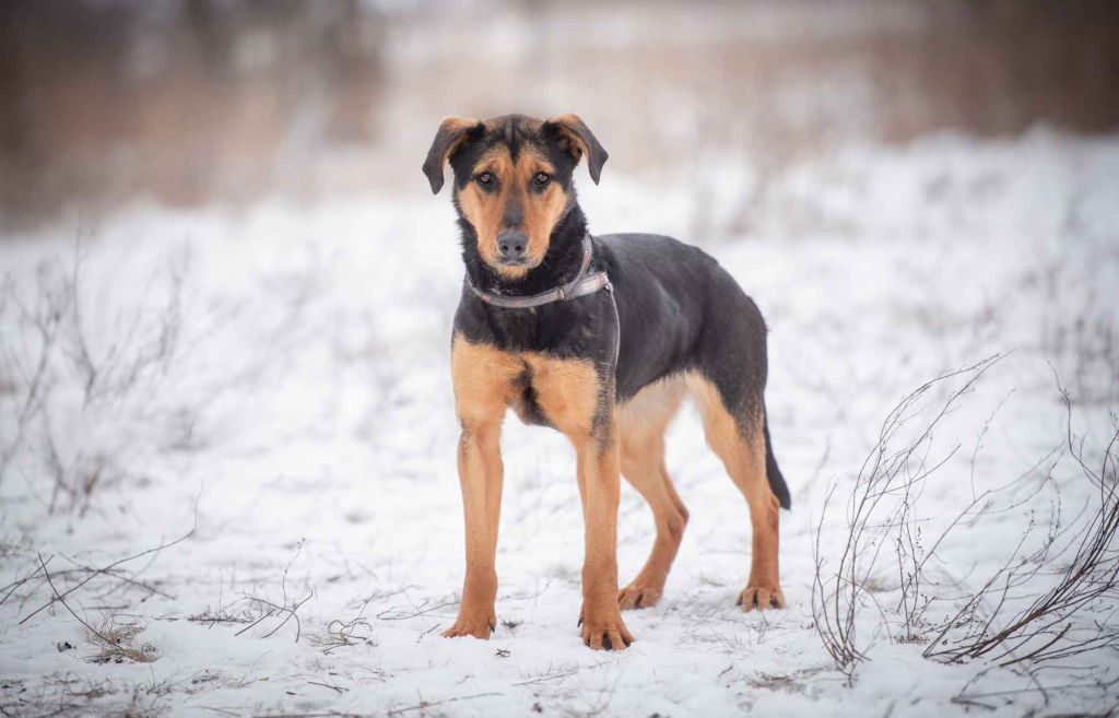 Felicja - psi anioł szuka domu na zawsze! Olsztyn - zdjęcie 5