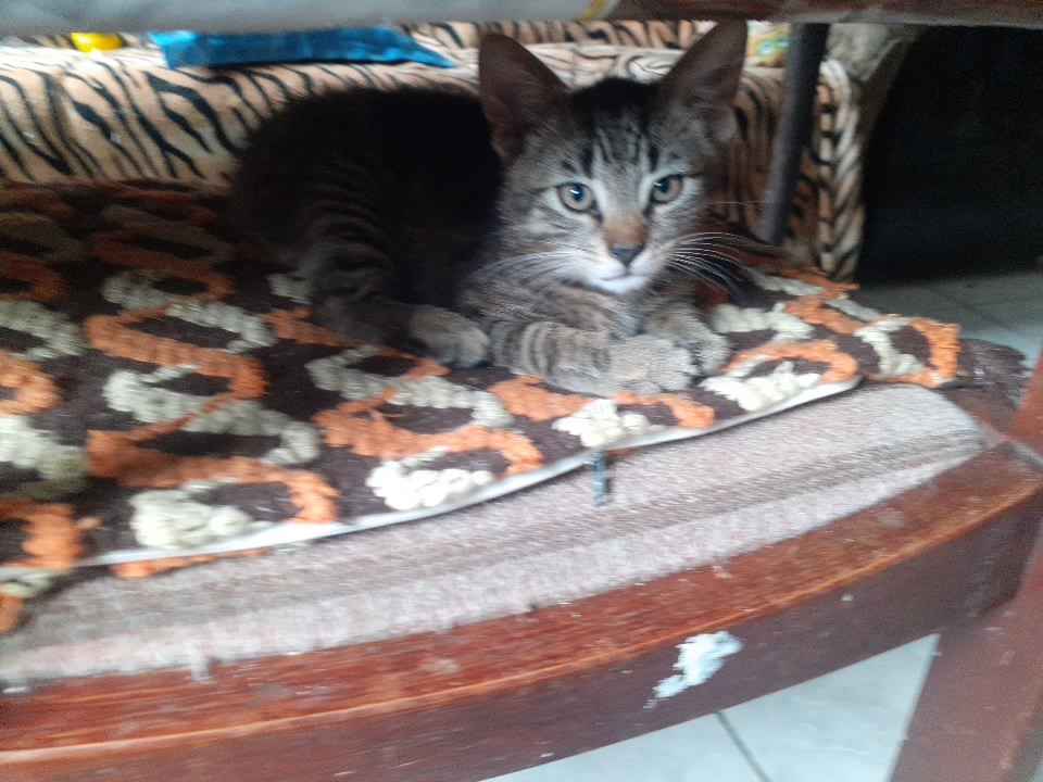 Oďdam dwa małe kocurki Strzegom - zdjęcie 2