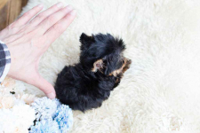 YORK, YORKSHIRE TERRIER! ELITE MINI, MICRO WONDERS XXS! Grunwald - zdjęcie 5