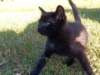 Koty do adopcji za darmo