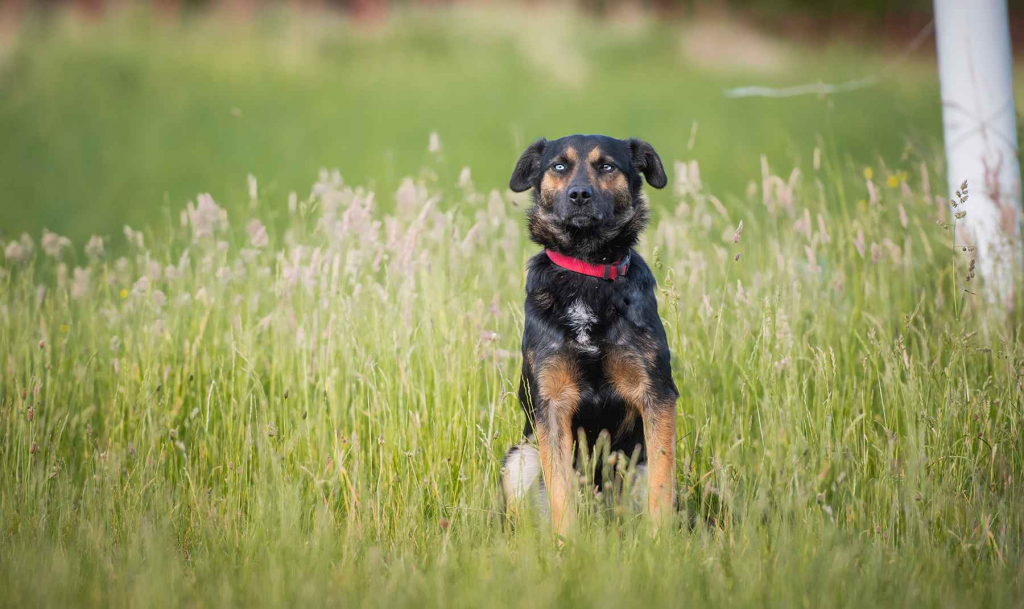 Gucio - młody, niekonfliktowy, wychowany psiak! Olsztyn - zdjęcie 8