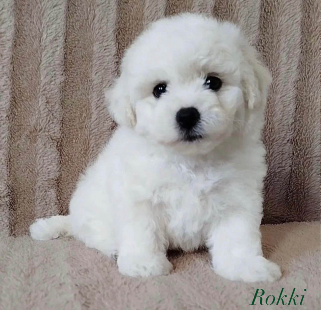klubowy szczeniak Bichon Frise – z rodowodem, gotowy do nowego domu Rudzica - zdjęcie 5