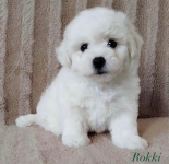 klubowy szczeniak Bichon Frise – z rodowodem, gotowy do nowego domu Rudzica - zdjęcie 5