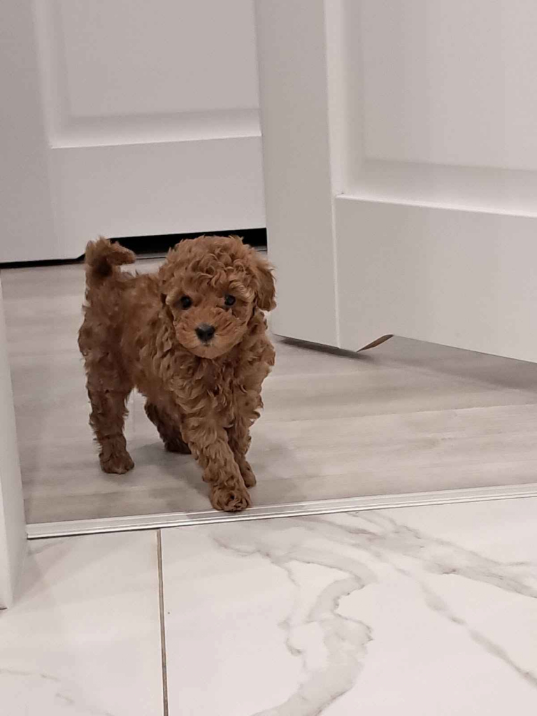 Pudel Toy z hodowli Sweet Angel Wielkopole - zdjęcie 6