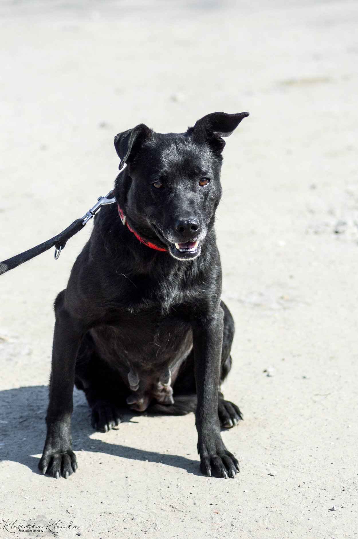 Armia - łagodna, delikatna sunia szuka domu! Olsztyn - zdjęcie 5