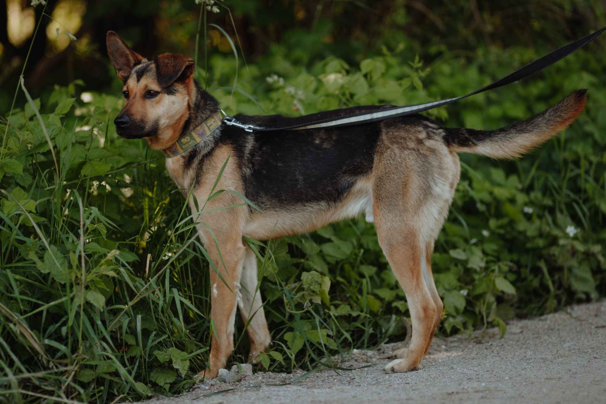 Fryc - młody, kochany psiak uratowany z łańcucha Olsztyn - zdjęcie 2