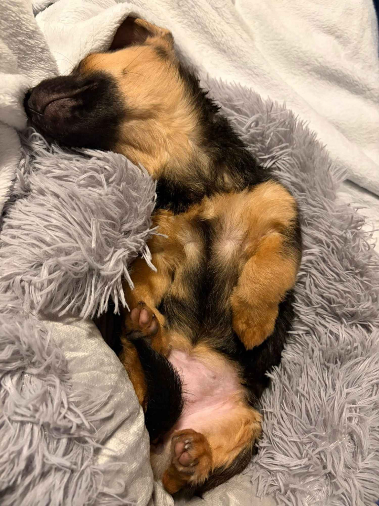 Berlinka - SZCZENIAK w typie jamnika szuka domu! Olsztyn - zdjęcie 2