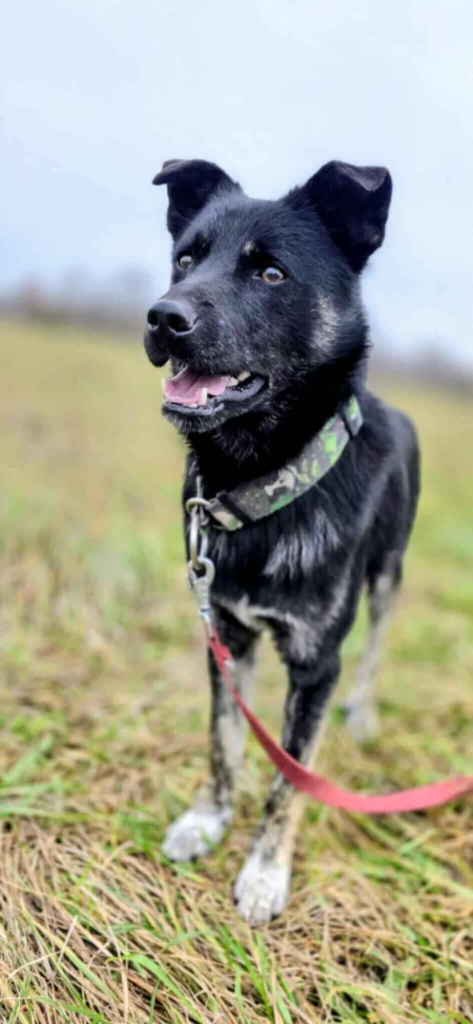 Leon - młody nieduży psiak szuka domu pies psy Garwolin - zdjęcie 4