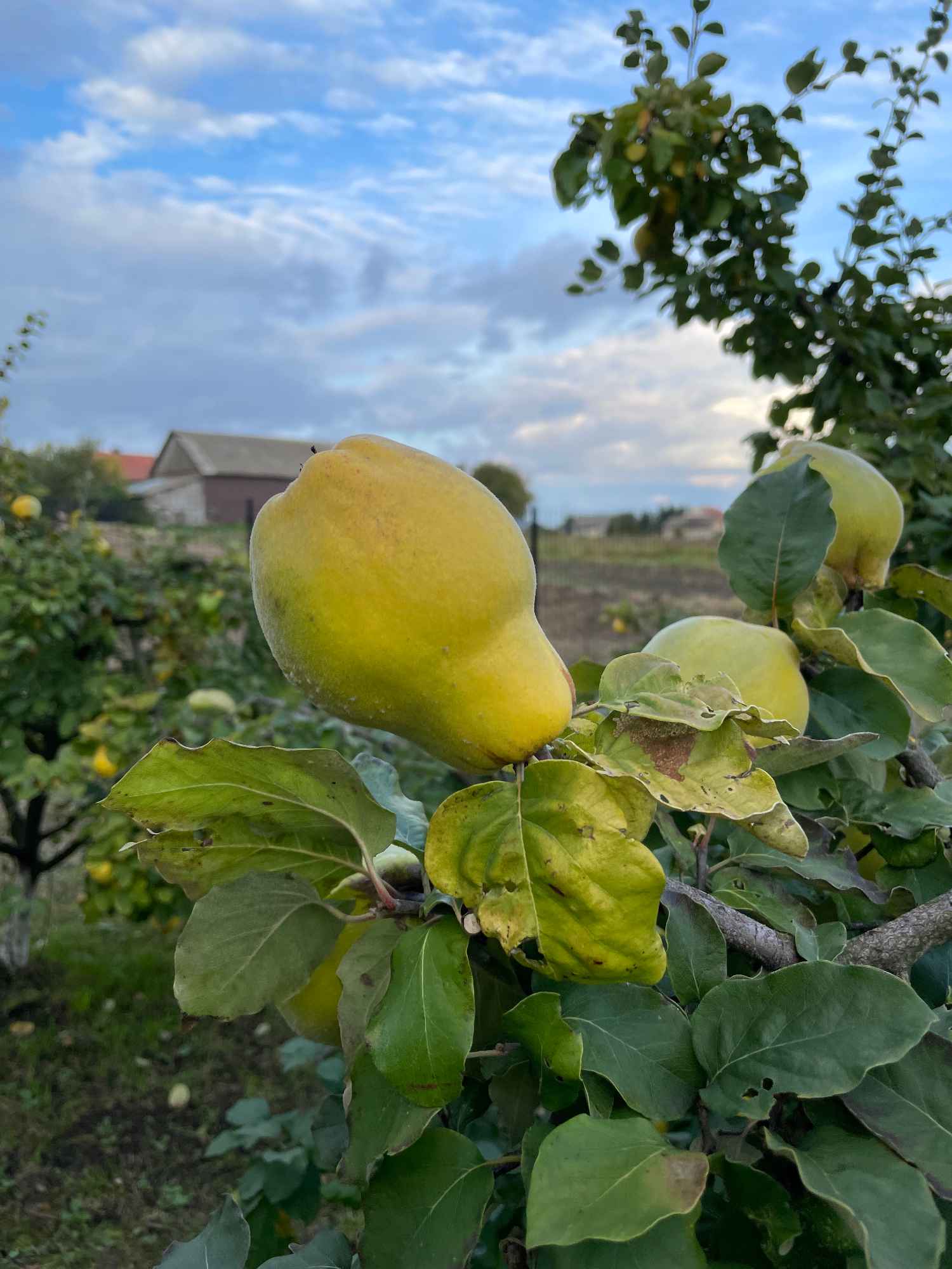 Pigwa - piękne owoce na przetrwory, nalewka pigwowa / Cydonia oblonga Skalbmierz - zdjęcie 5