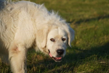 Achu - radosny, serdeczny i… gotowy na nowy dom ♥️🐾🏡 Łętkowice - zdjęcie 2